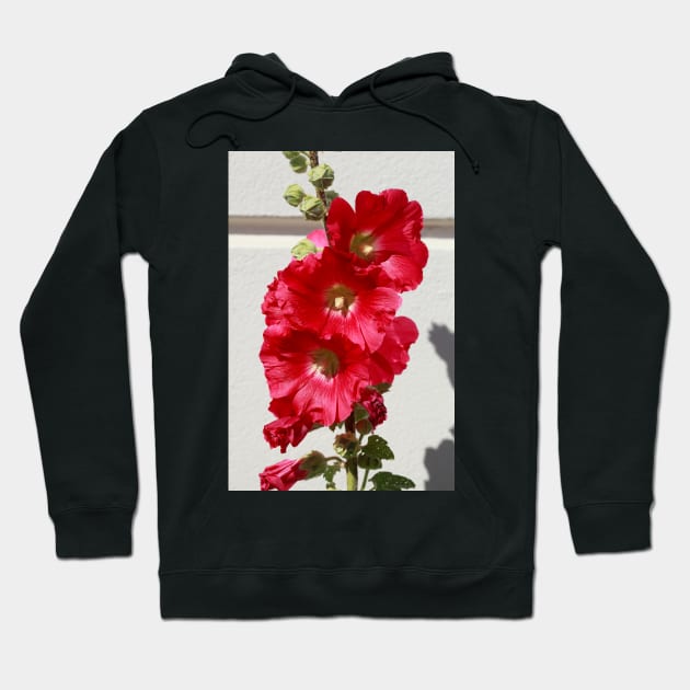 Hollyhock, hollyhock, hollyhock, flower, blossom, red Hoodie by Kruegerfoto